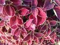 ColeusÃÂ is a formerÃÂ genusÃÂ ofÃÂ flowering plantsÃÂ in theÃÂ familyÃÂ Lamiaceae.ÃÂ 